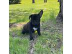 French Bulldog Puppy for sale in Long Prairie, MN, USA