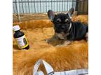 French Bulldog Puppy for sale in Spiro, OK, USA