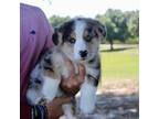 Pembroke Welsh Corgi Puppy for sale in Ocala, FL, USA