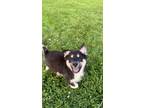 Adopt Bolt a Border Collie, Australian Shepherd