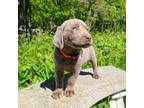 Labrador Retriever Puppy for sale in Cottage Grove, MN, USA