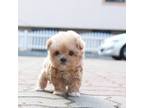 Maltipoo Puppy for sale in Wellesley, MA, USA