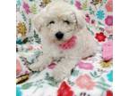 Poodle (Toy) Puppy for sale in San Antonio, TX, USA