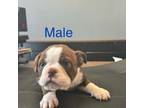 Mutt Puppy for sale in Bethesda, MD, USA