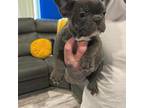 French Bulldog Puppy for sale in Sewell, NJ, USA