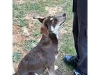 Siberian Husky Puppy for sale in Grovetown, GA, USA