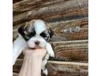 Shih Tzu Puppy for sale in Starr, SC, USA