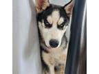 Siberian Husky Puppy for sale in Holley, NY, USA