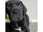 Great Dane Puppy for sale in Roanoke, VA, USA