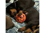 Doberman Pinscher Puppy for sale in Trenton, TX, USA