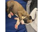 Mutt Puppy for sale in Niles, IL, USA