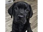 Labrador Retriever Puppy for sale in Howell, MI, USA