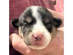 Pembroke Welsh Corgi Puppy for sale in Westcliffe, CO, USA