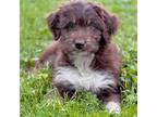Aussiedoodle Puppy for sale in Rarden, OH, USA