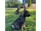 German Shepherd Dog Puppy for sale in Mcminnville, TN, USA