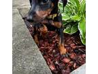 Doberman Pinscher Puppy for sale in Columbus, OH, USA