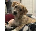 Adopt Toby a Terrier, Mixed Breed