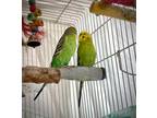 Adopt PEEP a Parakeet (Other)