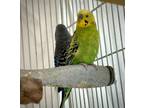 Adopt BEEP a Parakeet (Other)