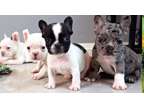 TR5 French bulldog available