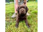 Labrador Retriever Puppy for sale in Dry Fork, VA, USA