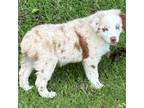 Australian Shepherd Puppy for sale in Mullins, SC, USA