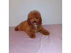 Poodle (Toy) Puppy for sale in Brandon, FL, USA