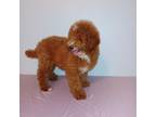 Poodle (Toy) Puppy for sale in Brandon, FL, USA