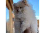 Pomeranian Puppy for sale in Yuma, AZ, USA