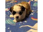 Zuchon Puppy for sale in Stewart, MN, USA