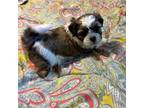 Zuchon Puppy for sale in Stewart, MN, USA