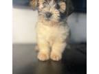 Shih Tzu Puppy for sale in New Haven, CT, USA