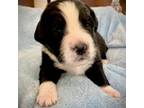 Mutt Puppy for sale in Wentzville, MO, USA