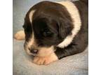 Mutt Puppy for sale in Wentzville, MO, USA