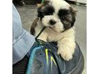 Shih Tzu Puppy for sale in Navarre, OH, USA