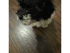 Maltese Puppy for sale in Norristown, PA, USA