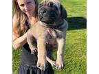 American Mastiff Puppy for sale in Bend, OR, USA