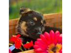German Shepherd Dog Puppy for sale in Aurora, OH, USA