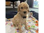 Mutt Puppy for sale in Omaha, NE, USA