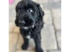 Aussiedoodle Puppy for sale in Dade City, FL, USA