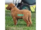 Golden Retriever Puppy for sale in Carnesville, GA, USA