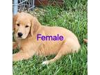 Golden Retriever Puppy for sale in Carnesville, GA, USA