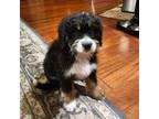 Bernese Mountain Dog Puppy for sale in Maple Grove, MN, USA