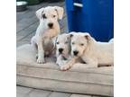 Dogo Argentino Puppy for sale in North Hollywood, CA, USA