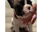French Bulldog Puppy for sale in Colon, MI, USA