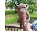 American Pit Bull Terrier Puppy for sale in Rockford, IL, USA