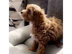 Cavapoo Puppy for sale in Euclid, OH, USA