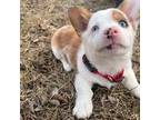 Cardigan Welsh Corgi Puppy for sale in Duluth, MN, USA
