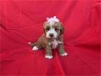 Healthy Red Poodle-Maltese Puppies
