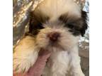 Shih Tzu Puppy for sale in Corpus Christi, TX, USA